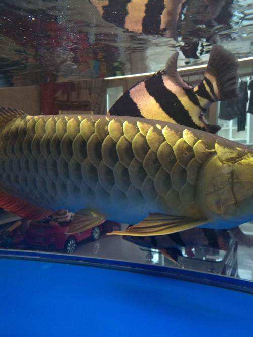 关于龙鱼说说,龙鱼热门话题