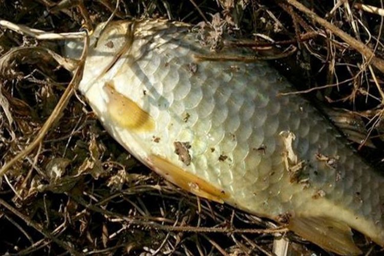 野钓神饵土豆加鸡蛋鱼儿疯咬让你的渔获轻松翻倍