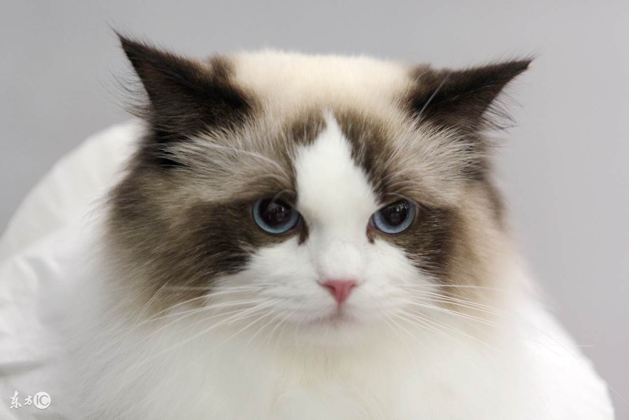 猫咪掉毛粘的衣服到处都是怎么办,猫咪掉毛严重这6招轻松解决问题