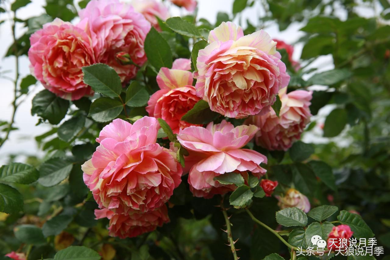 月季的各个品种都是怎样命名的,月季千千万万