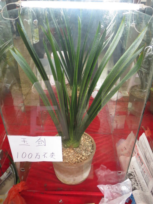 君子兰的叶片长得怎么样是正常,君子兰什么样的叶子开花好看