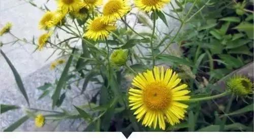 带你看看农村的野花野草,农村常见的野花野草全都认识