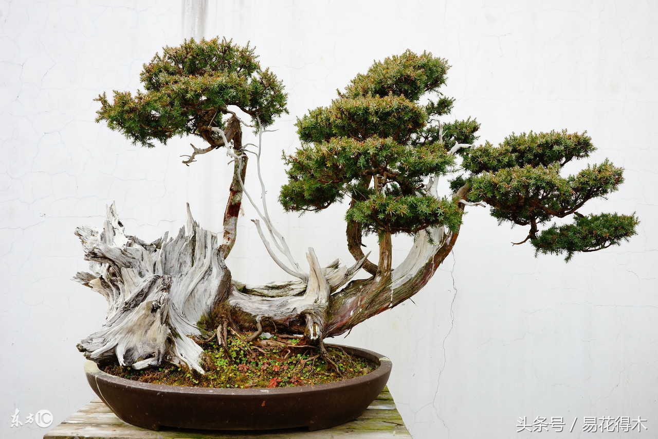 花卉黄叶怎么处理最简单的方法,让花卉快速生长不黄叶的小方法