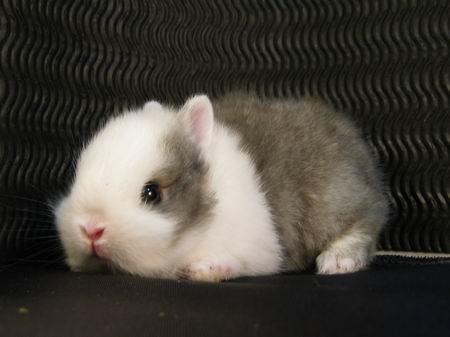 你适合养什么宠物图片大全,你适合养什么小宠物程序