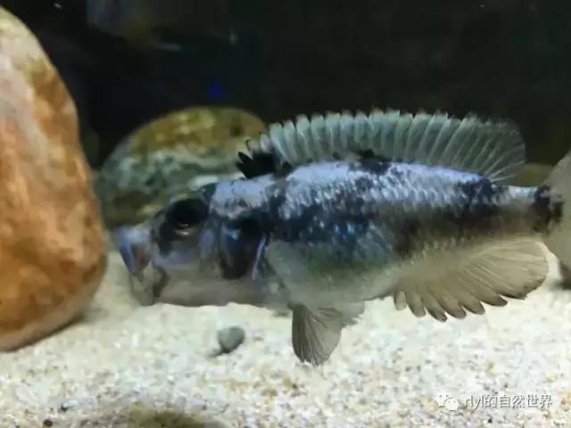 「鱼标本戏说非洲慈鲷」第二章:威严庄重的坦湖酋长——大型炮弹