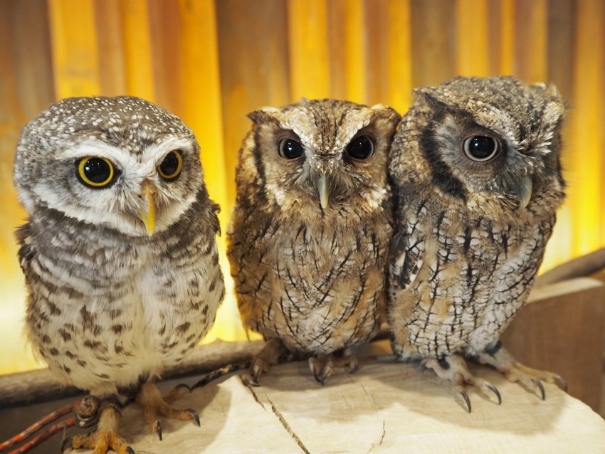 星球·探索｜日本十大萌宠大放送