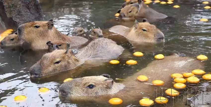 星球·探索｜日本十大萌宠大放送