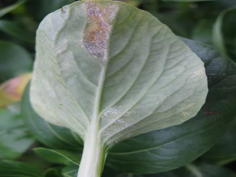 农作物灰霉病怎么防治,作物黑腐病