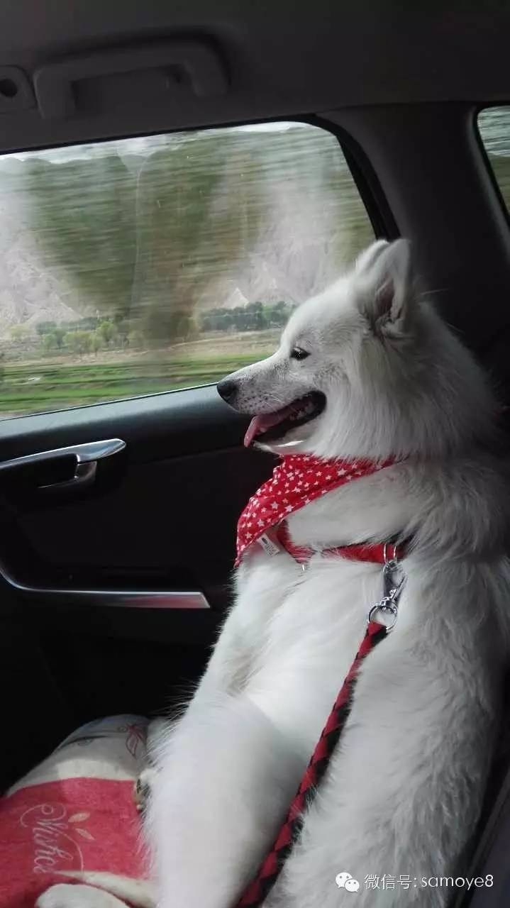 关于萨摩耶可爱的照片,萨摩耶有胎毛吗