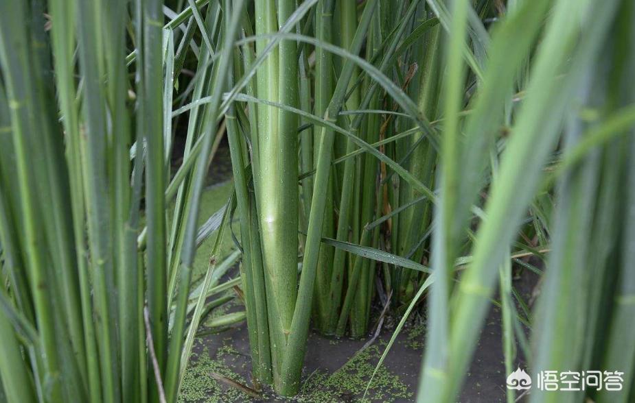 甲鱼泥鳅黄鳝鲫鱼可以一起混养吗,稻田小龙虾养殖与鳝鱼混养比例