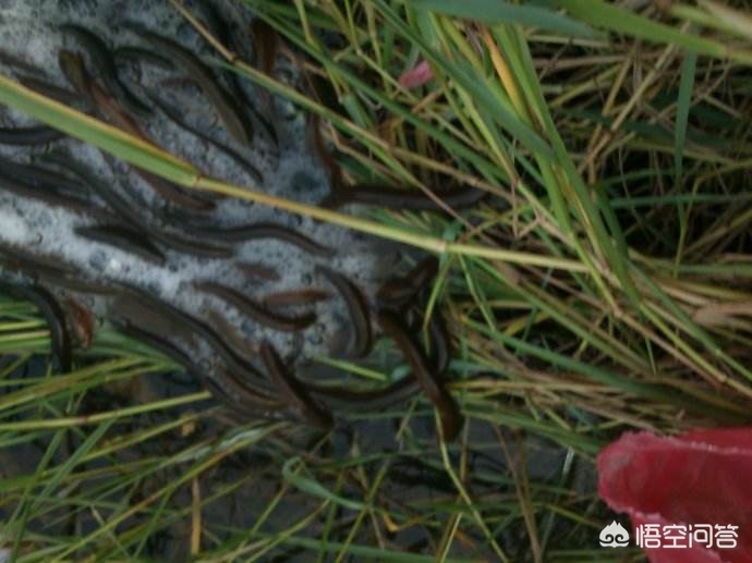 黄鳝与泥鳅能不能和草鱼一起混养,黄鳝泥鳅虾可同养殖吗