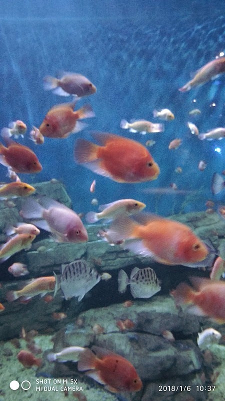 自驾游环游中国路线安徽出发,开封至安徽黄山自驾游攻略