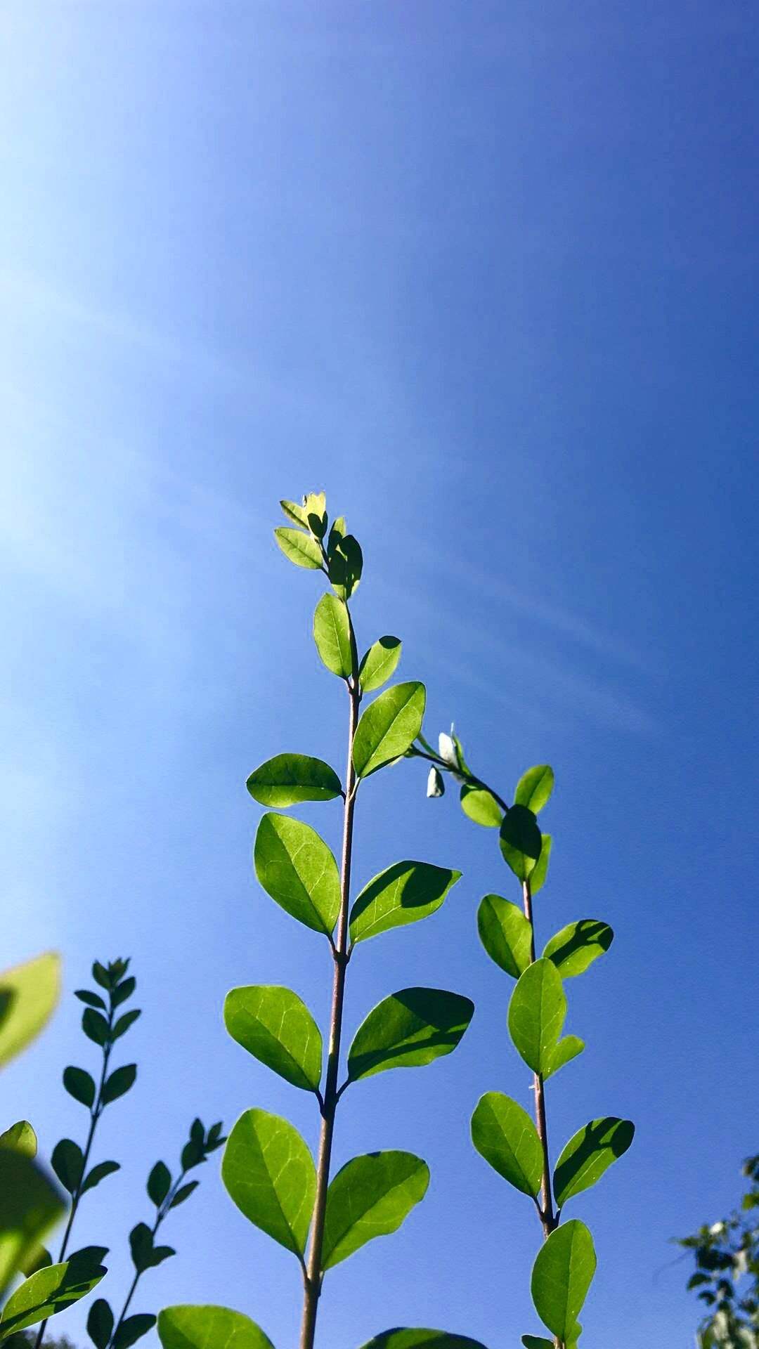 选一款吧！从此攀大就掌握在你手里了！