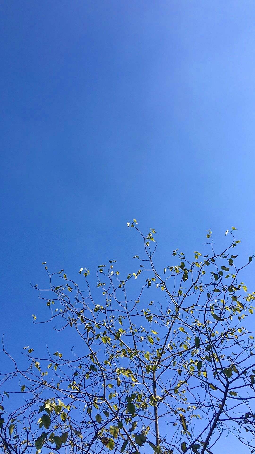 选一款吧！从此攀大就掌握在你手里了！