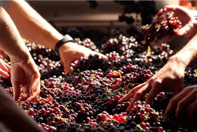 葡萄酒养生小知识,葡萄酒知识小教学