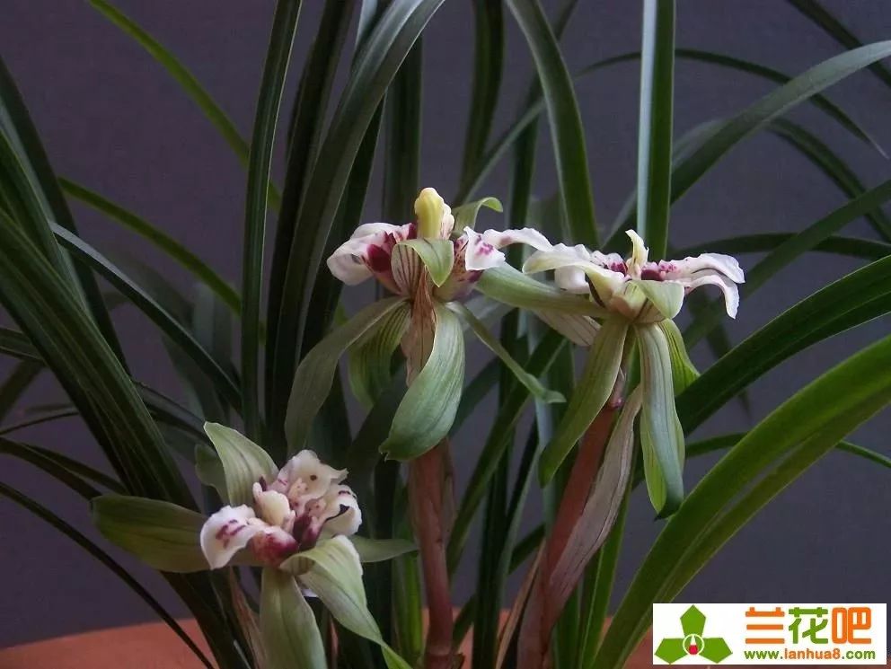 四喜蝶图片春兰,春兰叶蝶图片及价格