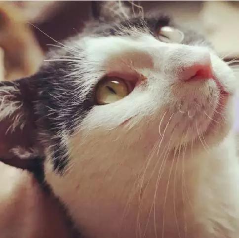 2021年上海领养狗狗,上海领养小动物的地方