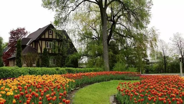 郁金香花节,全世界最大的郁金香