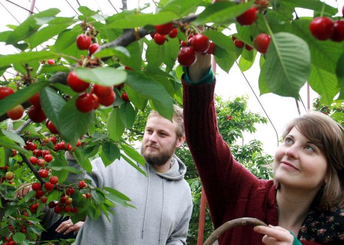 拿好这篇西安采摘樱桃指南,西安白鹿原樱桃采摘