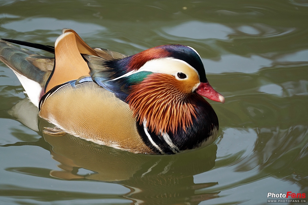 闪迪至尊极速256g存储卡评测,闪迪256gb内存卡200mbs