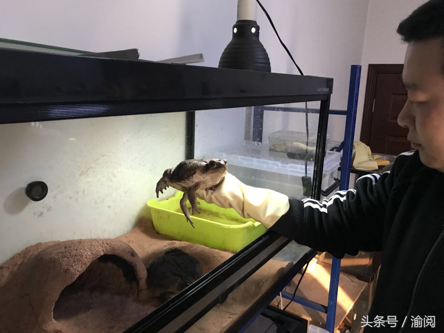 策划｜重庆崽儿养宠物蛙十年花近百万