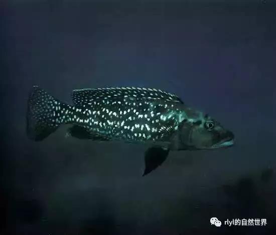 「鱼标本戏说非洲慈鲷」第二章：威严庄重的坦湖酋长——大型炮弹