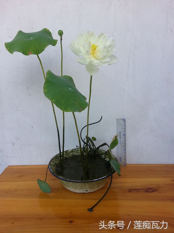 荷花种在桶里再放在缸里,碗莲这种放在碗里就能开花的荷花