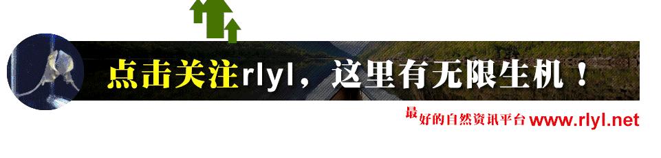 「鱼标本戏说非洲慈鲷」第二章：威严庄重的坦湖酋长——大型炮弹
