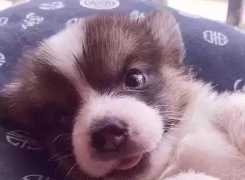 网上800块钱买了一只狗,在网上买了一只死了的狗