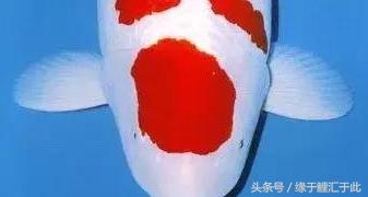 锦鲤的尾鳍什么样的好看呢视频,锦鲤为什么要看手鳍