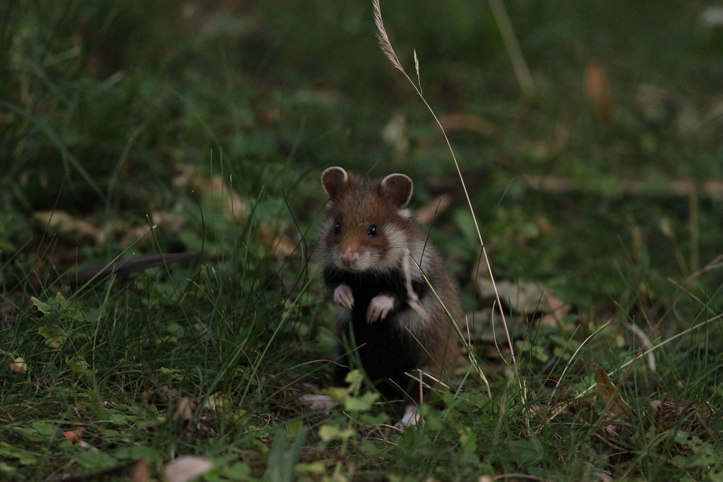 仓鼠为什么在晚上活动,仓鼠晚上几点活动