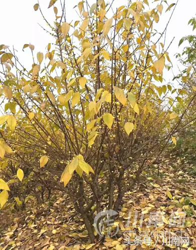 泸州看腊梅,又是一年赏梅季泸州梅花哪里赏