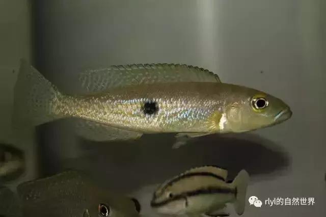 「鱼标本戏说非洲慈鲷」第二章:威严庄重的坦湖酋长——大型炮弹