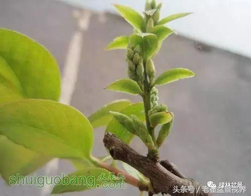 乌饭树做盆景教程,大叶乌饭树和小叶乌饭树都开花吗