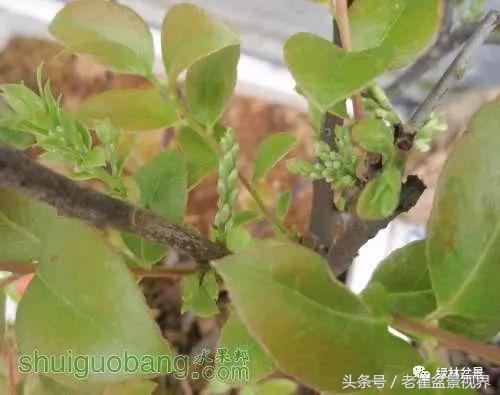 乌饭树做盆景教程,大叶乌饭树和小叶乌饭树都开花吗