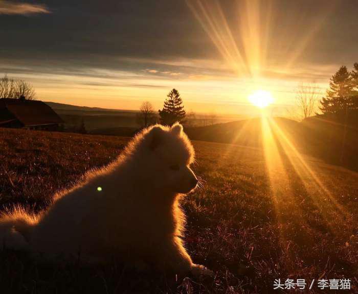 微笑天使萨摩耶，汪星人知名组合雪橇三傻中的一股清流！