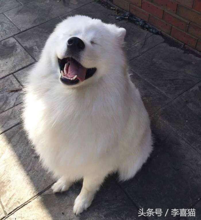 微笑天使萨摩耶，汪星人知名组合雪橇三傻中的一股清流！