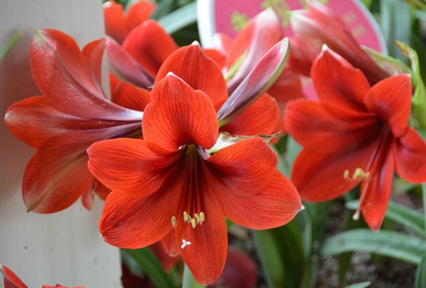 朱顶红2厘米小球要养多久开花,每天分享朱顶红养殖小常识