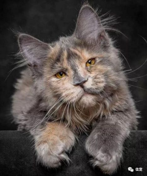 怎么选好的缅因猫,7000的缅因猫vs10000的缅因猫