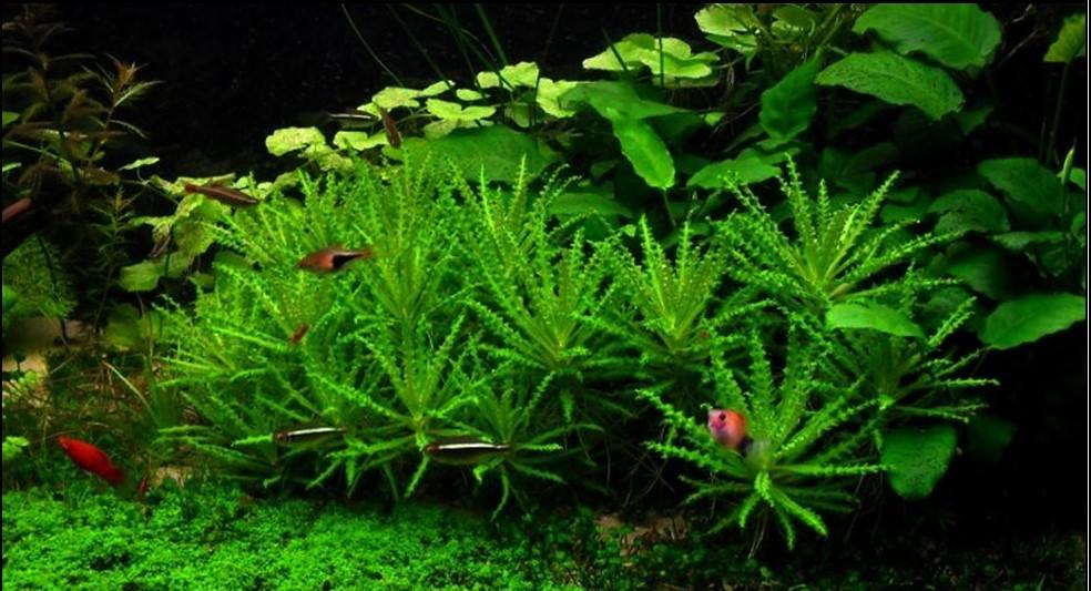 喷泉太阳草怎样种植,喷泉水草怎么养