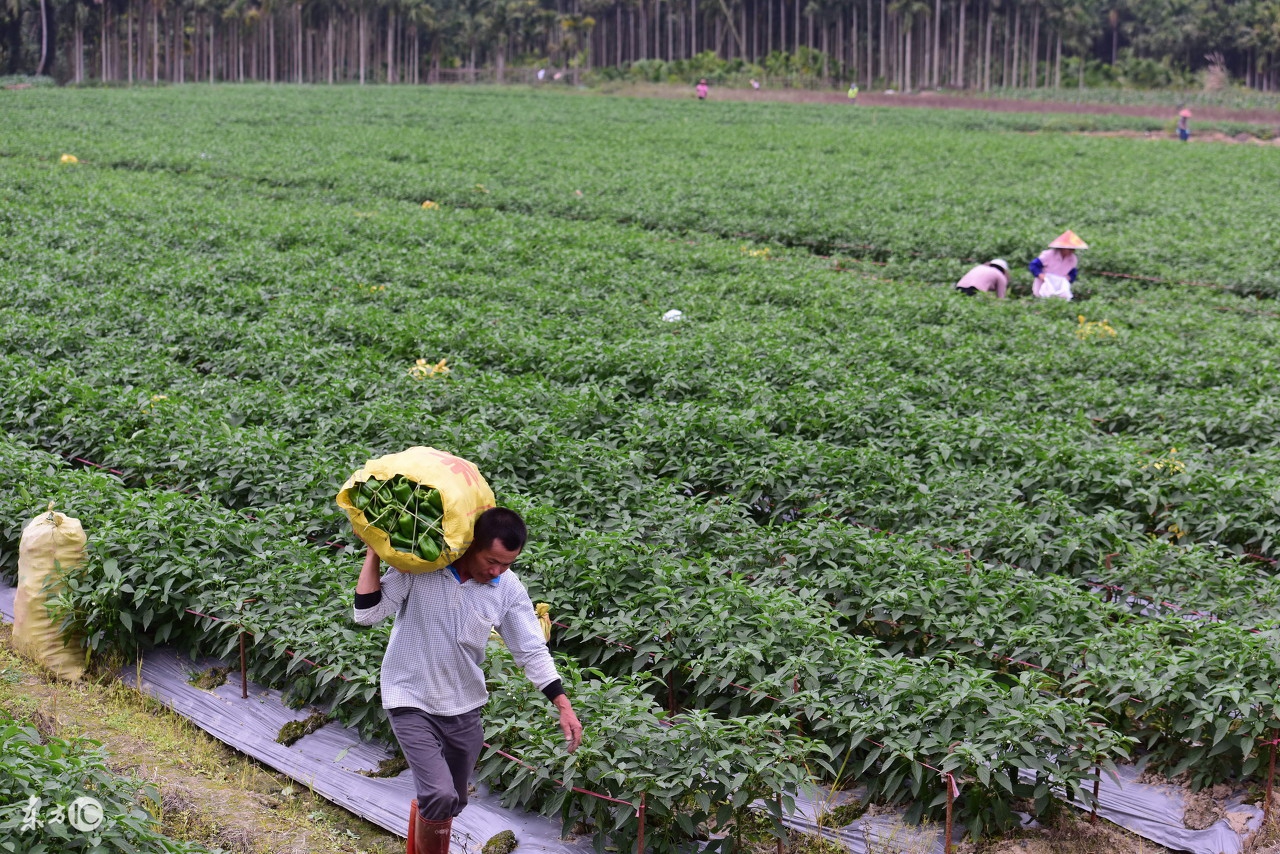 千言万语说“喜欢”，三个要点明like,你like吗？