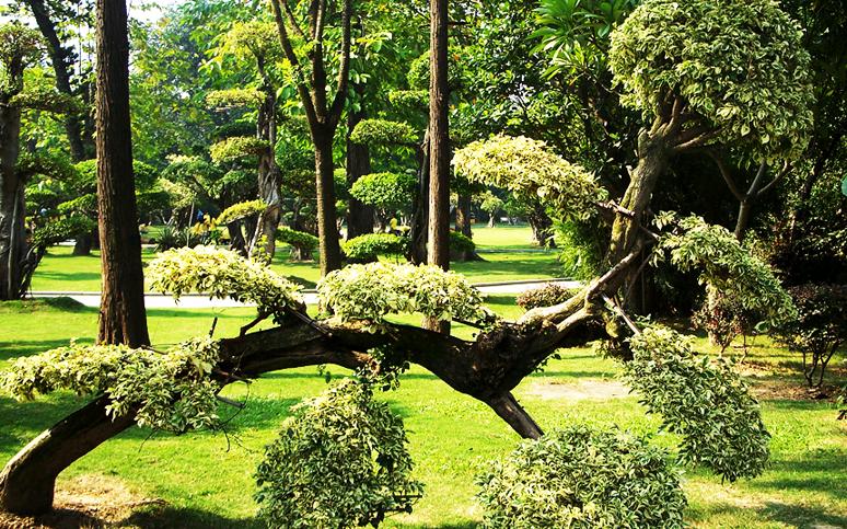 金钱榕养殖方法及注意事项,金钱榕叶子掉光了怎么处理