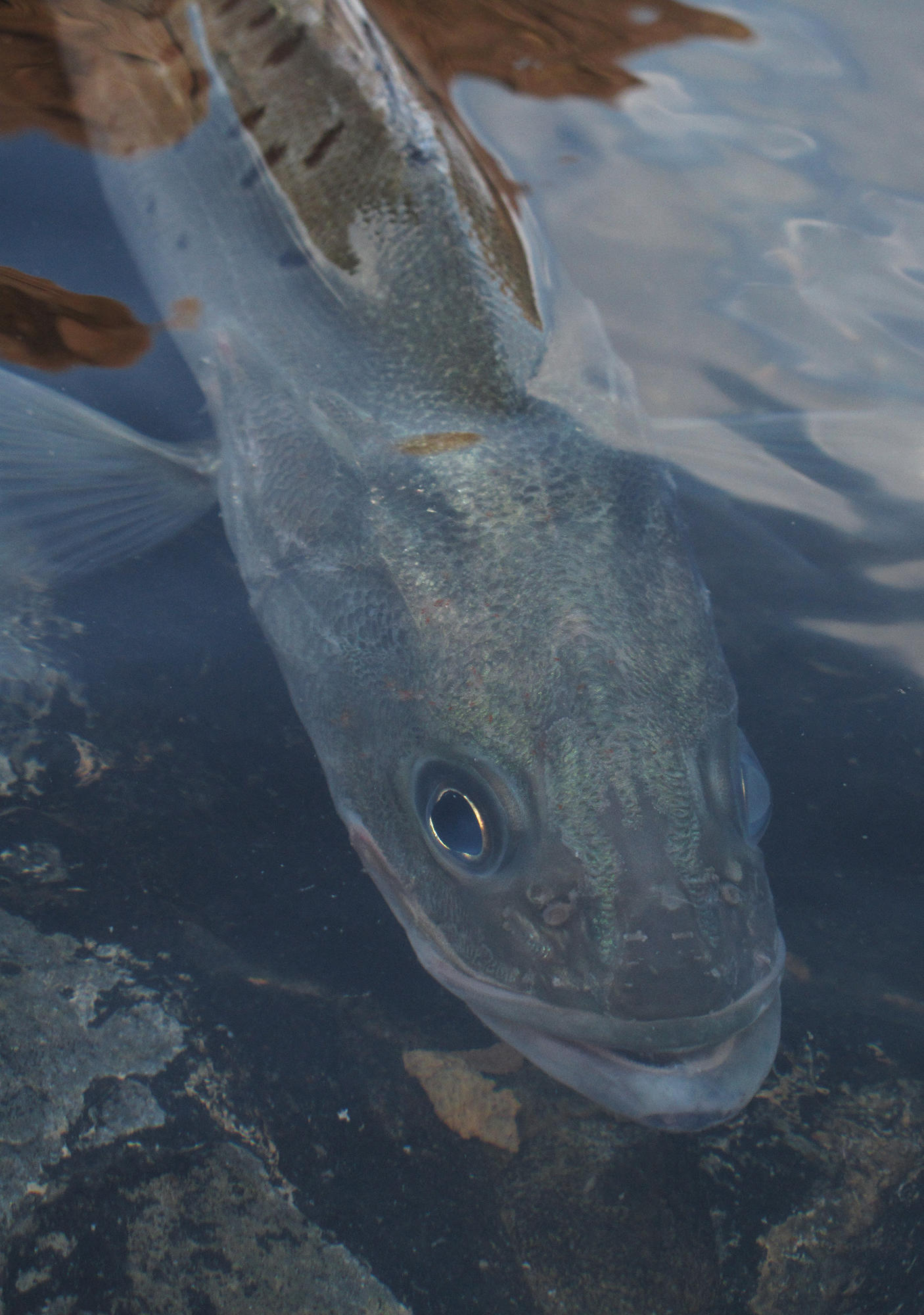 今年第一次钓海鲈鱼,最新钓七星鱼视频