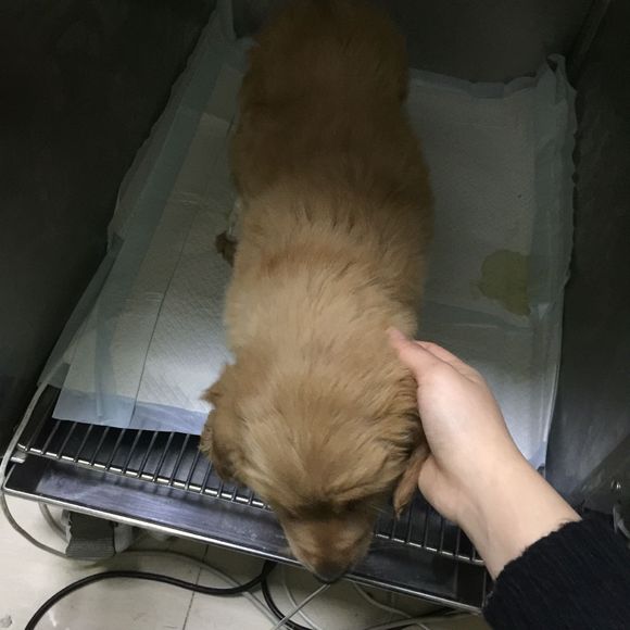 金毛8个月得了细小自救,两个月狗狗得了细小和冠状