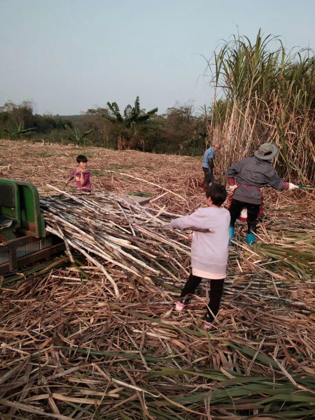 广西农村土制红糖,广西农业种植红糖