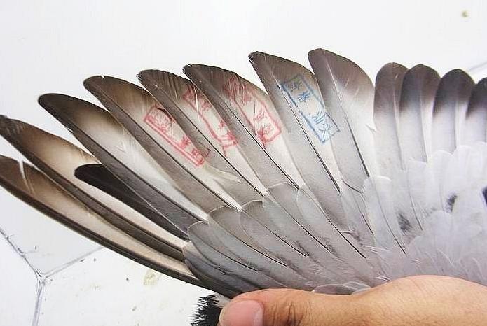 鸽友有点落翅怎么办,鸽群来天落鸽会有什么表现