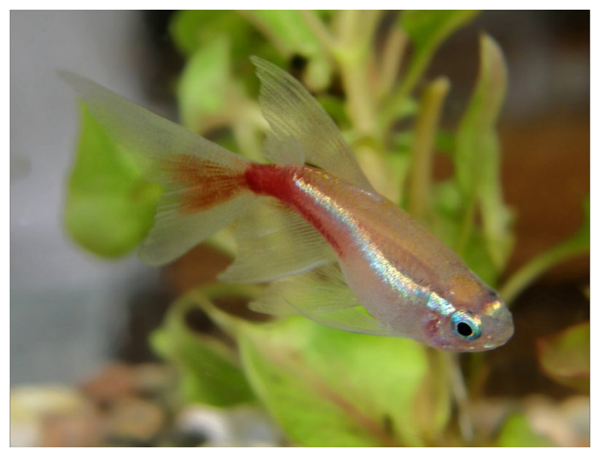 小型红绿灯热带观赏鱼大全,淡水热带红绿灯鱼