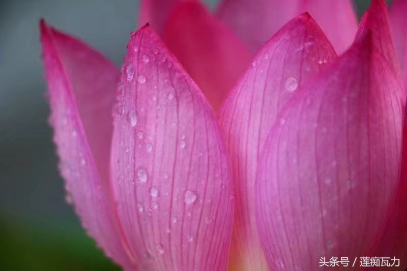 碗莲怎么养殖的方法和技巧图解,碗莲怎么养殖的方法和技巧图片