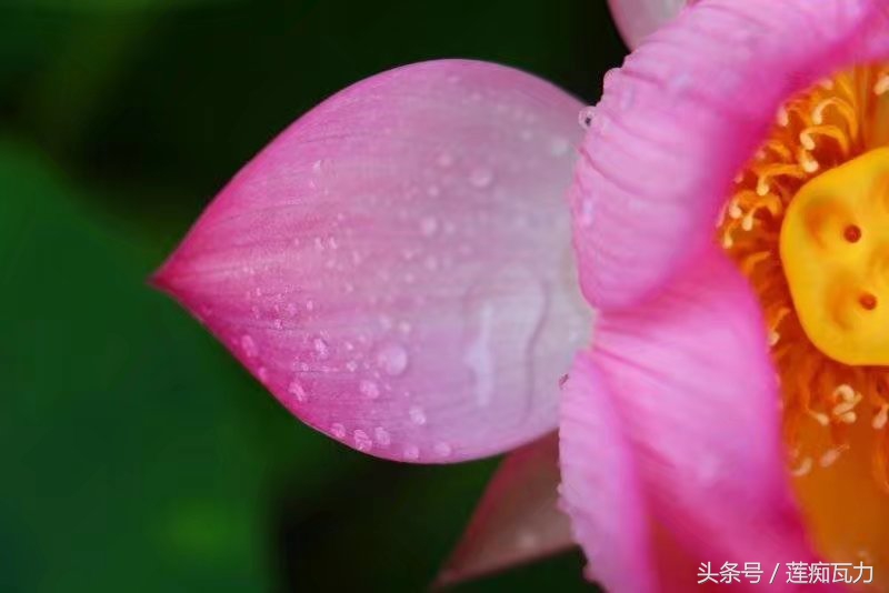 碗莲怎么养殖的方法和技巧图解,碗莲怎么养殖的方法和技巧图片