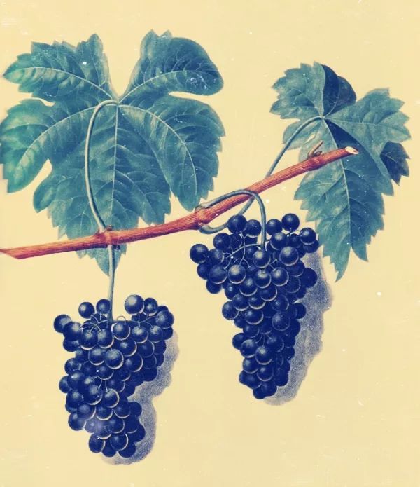 那些兼具美、雅的葡萄酒名字，如何在晚清时期诞生的